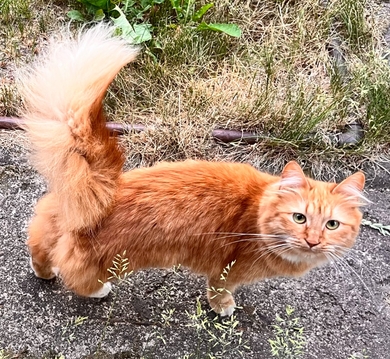 Потерялась рыжая кошка Фокси, фото 2