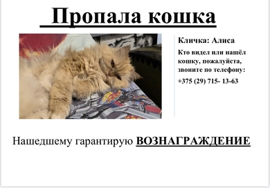 Потерялась кошка 30 июля Заценьский родник 