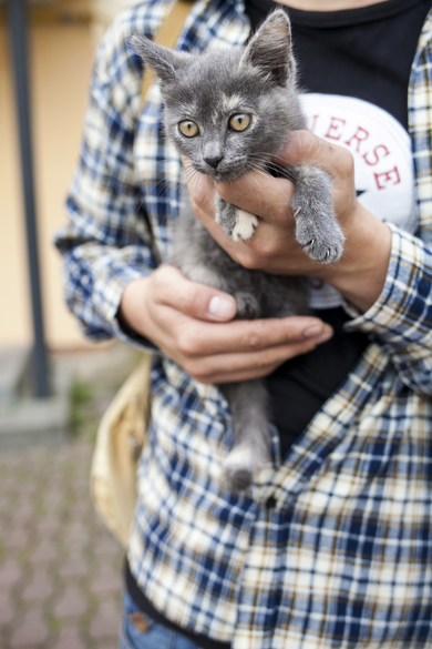 Котёнок редкого окраса ищет дом или передержку, фото 2