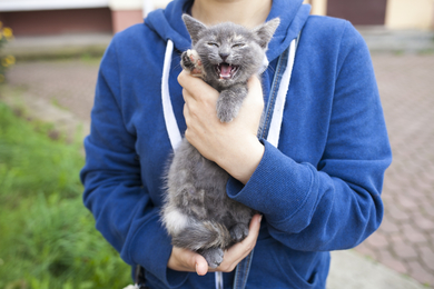 Котёнок редкого окраса ищет дом или передержку, фото 3