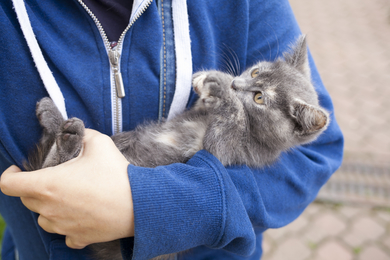 Котёнок редкого окраса ищет дом или передержку, фото 4