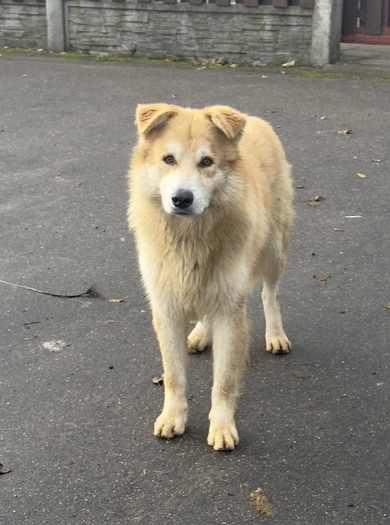 Замечена собака на улице Передовой