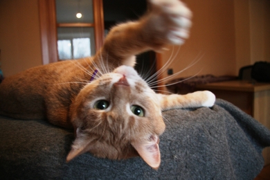 Кошка Бася - солнышко в дар, фото 2