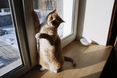 Кошка Бася - солнышко в дар, фото 3