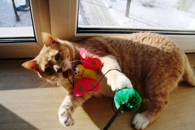 Кошка Бася - солнышко в дар, фото 4