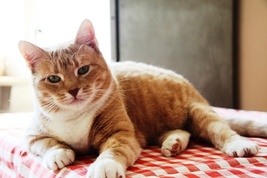 Кошка Бася - солнышко в дар