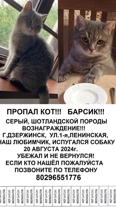 ПРОПАЛ КОТ БАРСИК!!! КРУПНЫЙ, СЕРЫЙ КОТ!!!