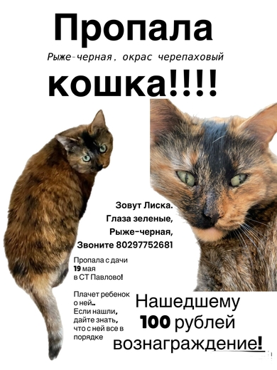 Кошка Лиска пропала на даче СТ Павлово