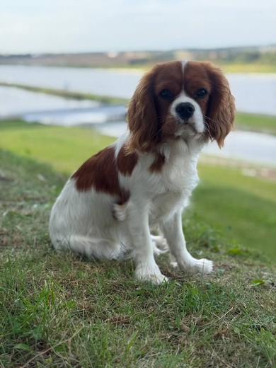 Пропал щенок Кавалер Кинг 