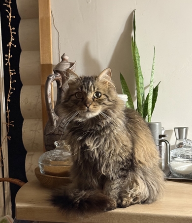 Потерялся кот Гриша