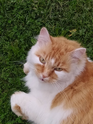 Кот Макс