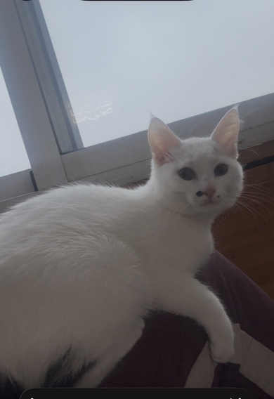 Потерялся котенок (девочка)4 месяца