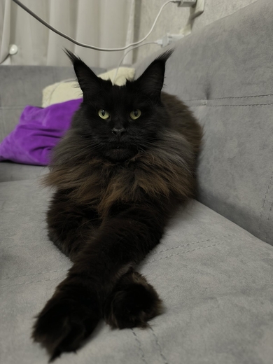 Черный мейнкун (кошка)