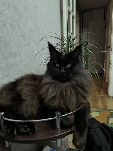 Черный мейнкун (кошка), фото 2