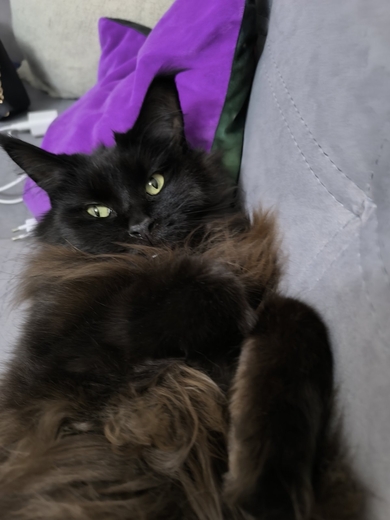 Черный мейнкун (кошка), фото 3