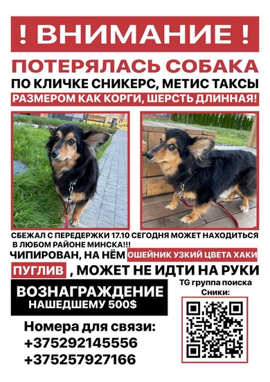 Пропала собака по кличке «Сникерс»