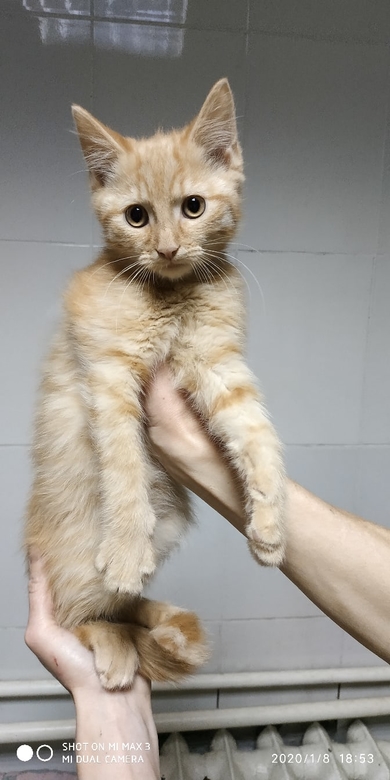 Срочно котят сдали на усыпление. Нужен дом или передержка