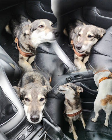 ПРОПАЛА СОБАКА! 04.11.2025 в районе аг. Атолино. Девочка. Дворняжка. Среднего размера, до колена. Цвет серый, грудка светлая. Кличка Маруся. Была в ошейнике цвета хаки. На ошейнике адресник с номером телефона. Пожалуйста, придержите и позвоните