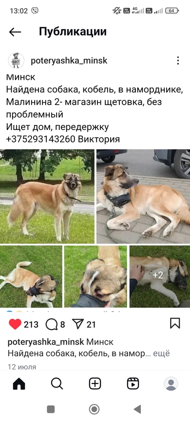Прекрасный молодой кобель 