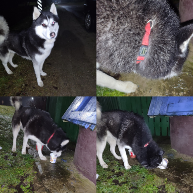 Потеряшка хаски в деревне Скоробогатовщина 