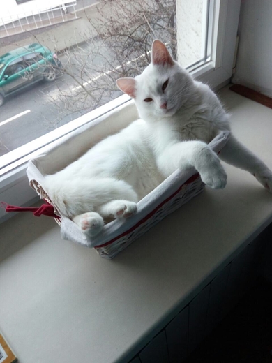 Невероятный белый кот Томас ищет дом!, фото 3