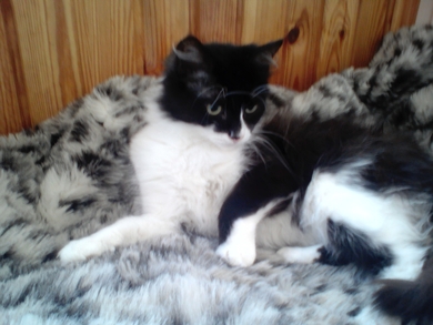 Макс , молодой котик ищет ДОМ.