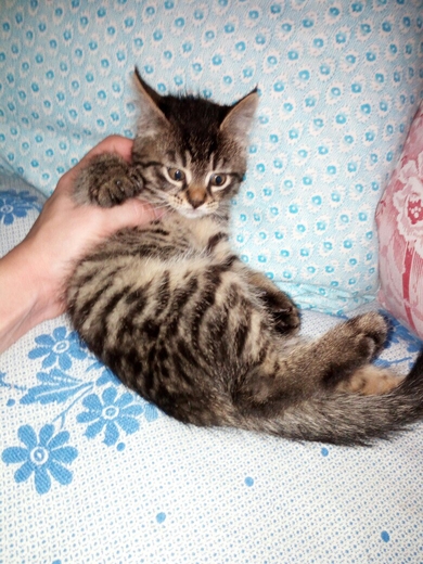 Отдам котят в ответственные руки., фото 4
