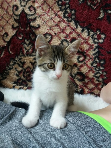Отдам в добрые  и заботливые руки двух замечательных котят.
