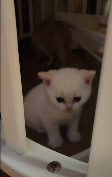 пропал котенок