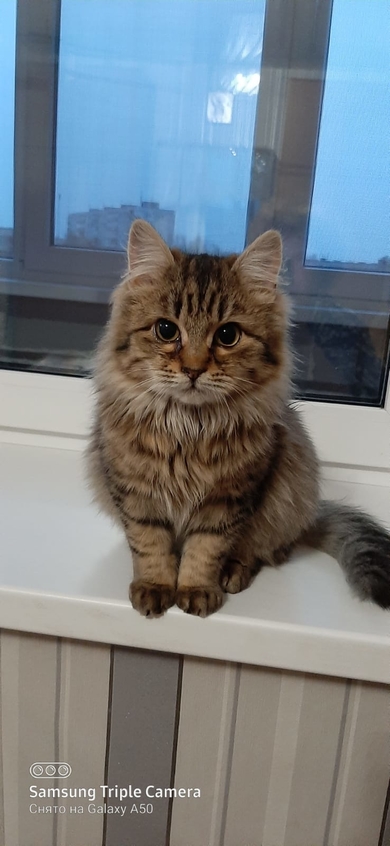 отдам котенка (7 месяцев)
