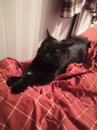 Пропала черная кошка в районе домов Маршала Лосика