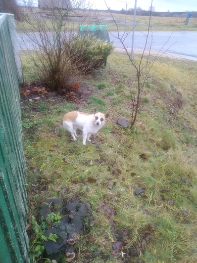 Найден маленький пес. Минская область, фото 4