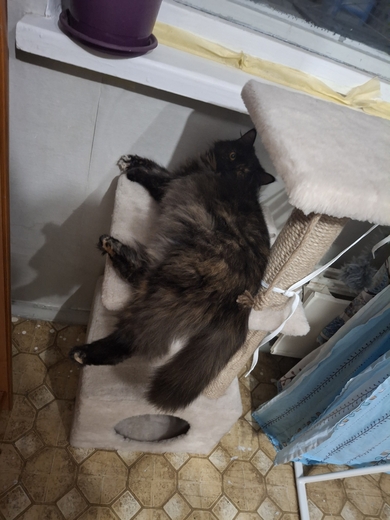 Пропала кошка