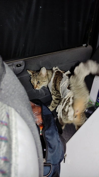 Найдена кошка в попоне, фото 3