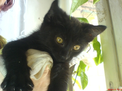 Котёнок в добрые руки!, фото 3