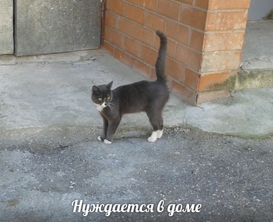 Замечательный котёнок - подросток нуждается в ДОМЕ!