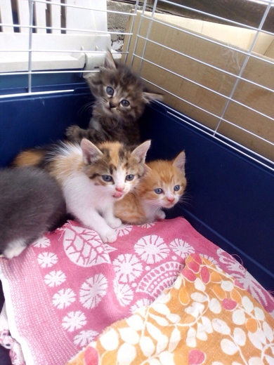 4 котёнка, 1,5 месяца., фото 3