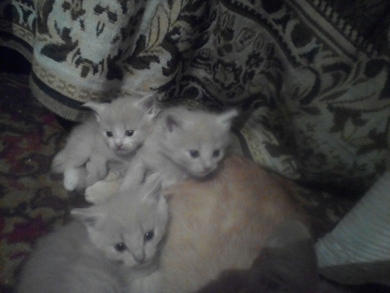 Трое чудесных котят ищут дом!, фото 2
