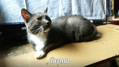 Веста нуждается в ДОМЕ!, фото 4