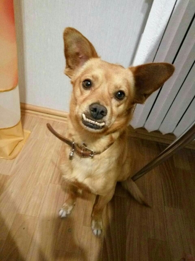 Каспер ищет дом!!!