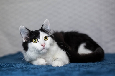 Черно-белый котенок (мальчик) в дар, фото 2