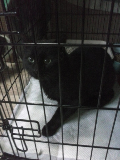 Чёрный короткошерстный котик ищет Дом!