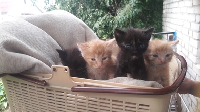 Карапузики котята в ответственные руки., фото 4