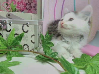 Шикарный серо белый котёнок ищет дом , фото 2