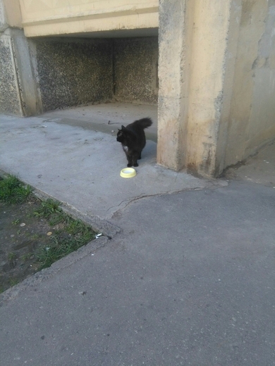 Срочно нужен дом молодой кошечка., фото 2