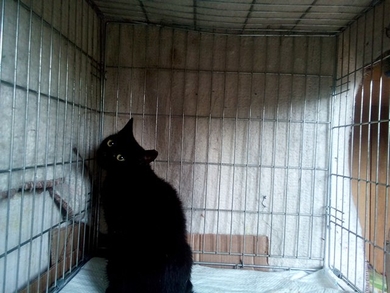 Новый кот в САХЕ!, фото 2
