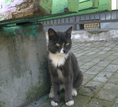 Очень нуждается в доме и добром хозяине молоденький котик.