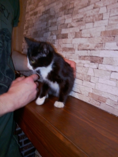 Котёнок в добрые руки!, фото 2
