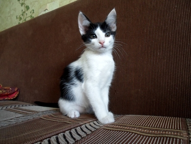 Обворожительные  котята ищут себе родителей., фото 3