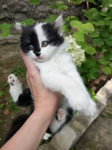 В ответственные ручки котята., фото 2